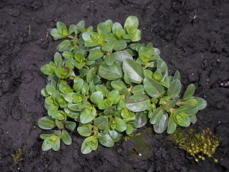 Veronica serpyllifolia 2018-04-12 8244