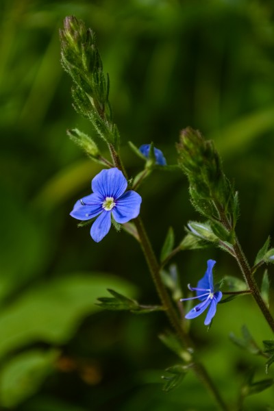 Veronika lekárska (Veronica officinalis)