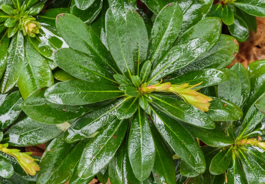 Verregende knop van Euphorbia amygdaloides var. robbiae 01