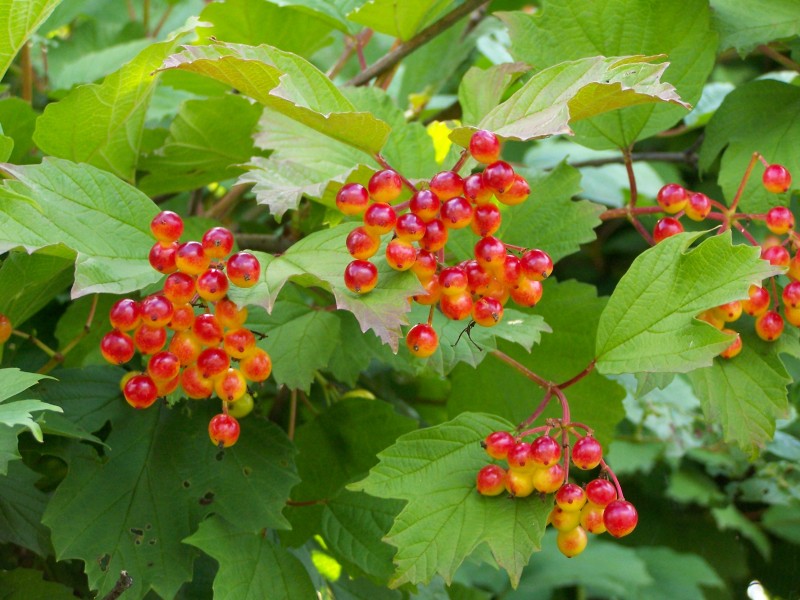 Viburnum 01