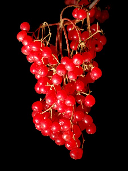 Viburnum Betulifolium Fruits
