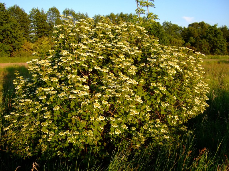 Viburnum opulus 1