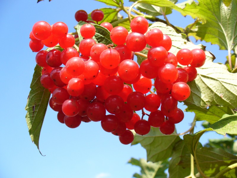 Viburnum opulus 2005 G1