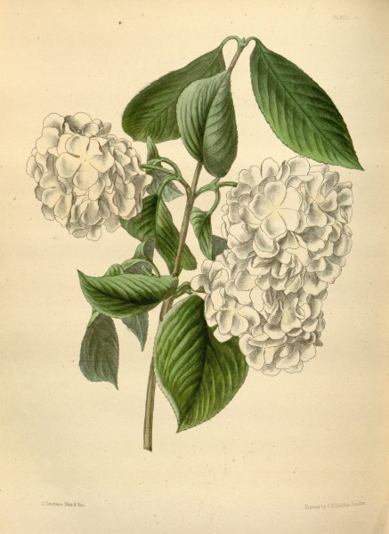 Viburnum plicatum var. plicatum Paxton 029