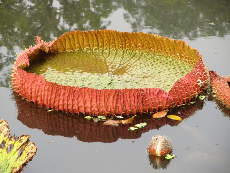 Victoria amazonica Leaf - Indian Botanic Garden - Howrah 2012-01-29 1703