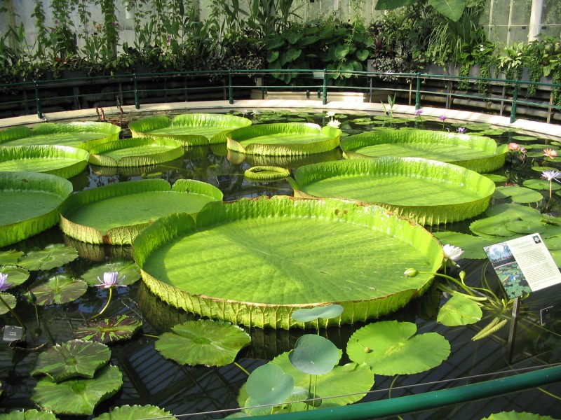 Victoria cruziana, Kew Gardens, London, England - 20030712