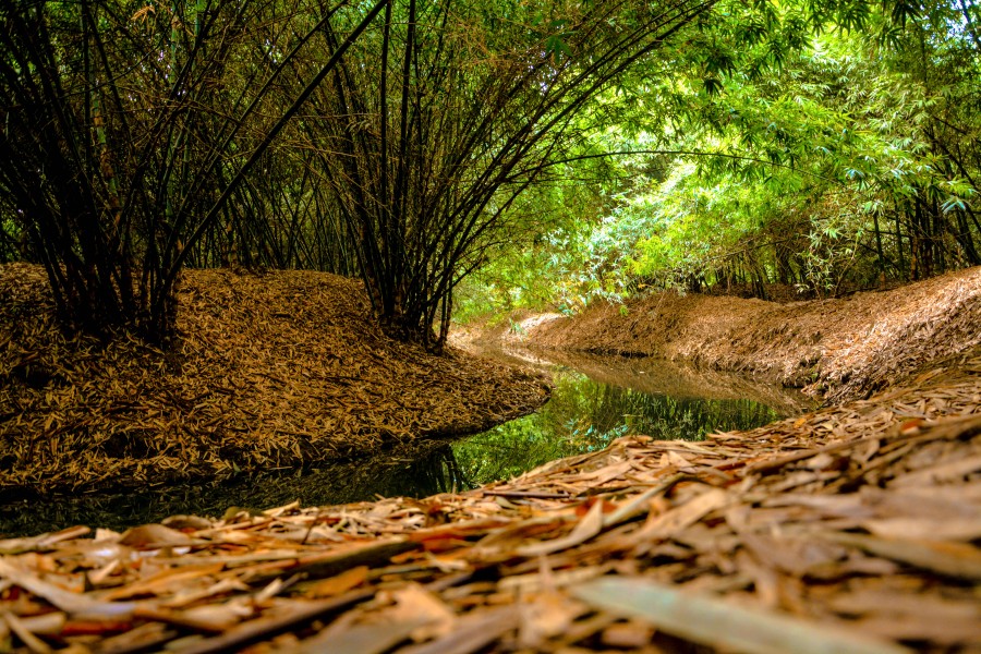 View of the Natural Greenery at Bamboo Jungle , Rana Resorts.