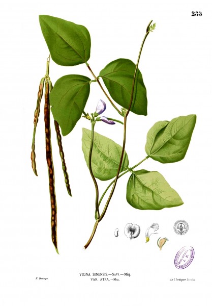 Vigna unguiculata Blanco2.285