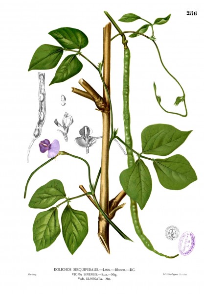 Vigna unguiculata Blanco2.286