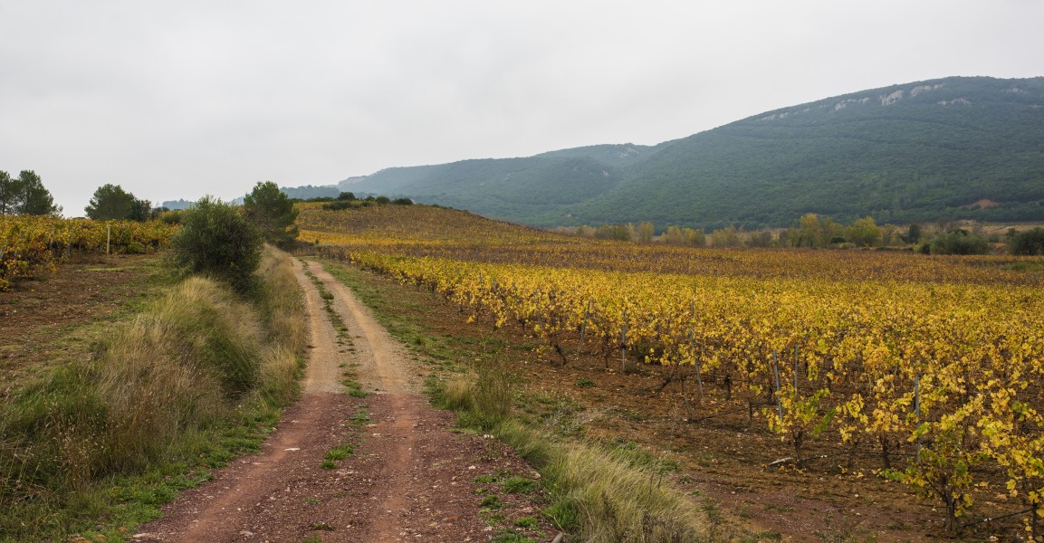 Vineyards in Prades-sur-Vernazobre 01