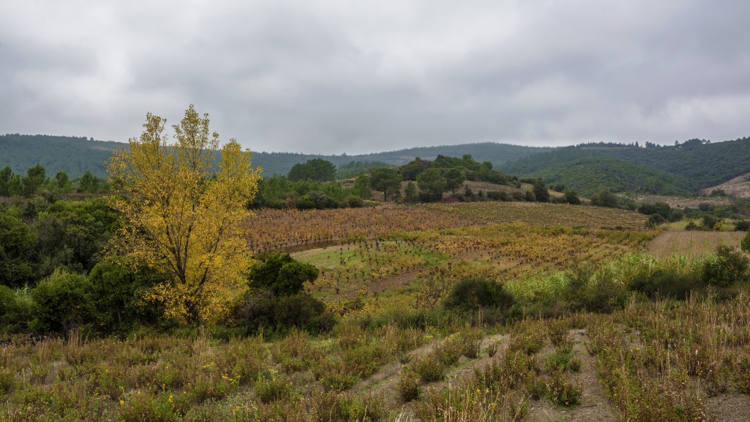 Vineyards in Prades-sur-Vernazobre 02