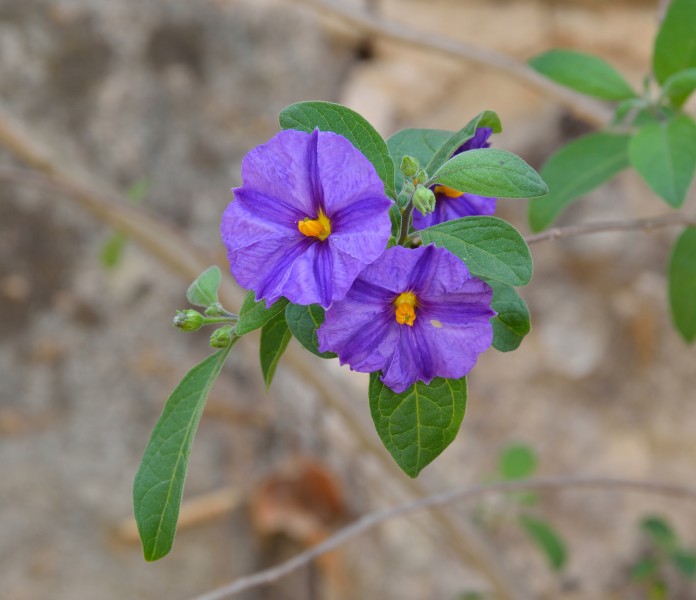 Viola cultivars