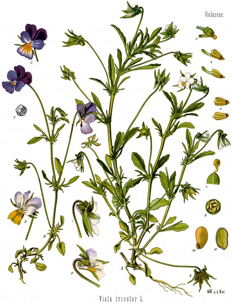 Viola tricolor - Köhler–s Medizinal-Pflanzen-280 0289-caps