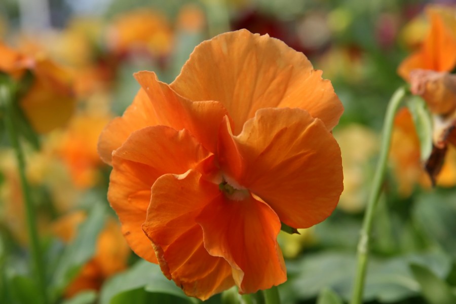 Viola x wittrockiana Delta Pure Deep Orange 1zz