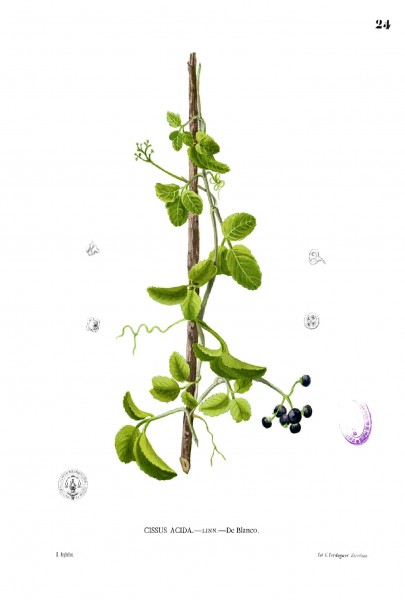Vitaceae sp Blanco1.24