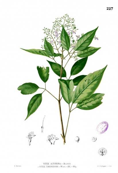 Vitex altissima Blanco1.227