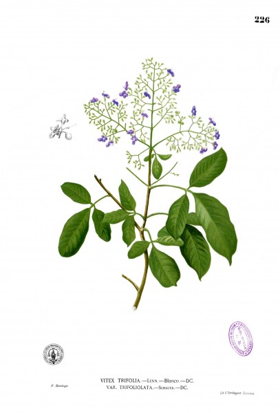 Vitex trifolia Blanco1.226