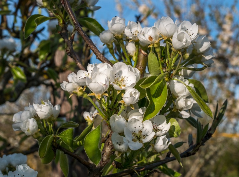 Vitoria - Huertas de Olárizu - Pyrus communis -BT- 01