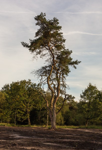 Vliegden (Pinus sylvestris) in avondlicht. Locatie, het Katlijker Schar (Ketliker Skar) 01