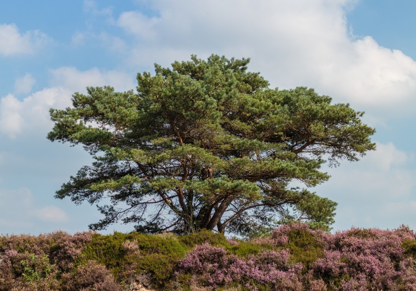 Vliegden (Pinus sylvestris) tussen bloeiende heide. Locatie, Schaopedobbe (Schapenpoel) 04