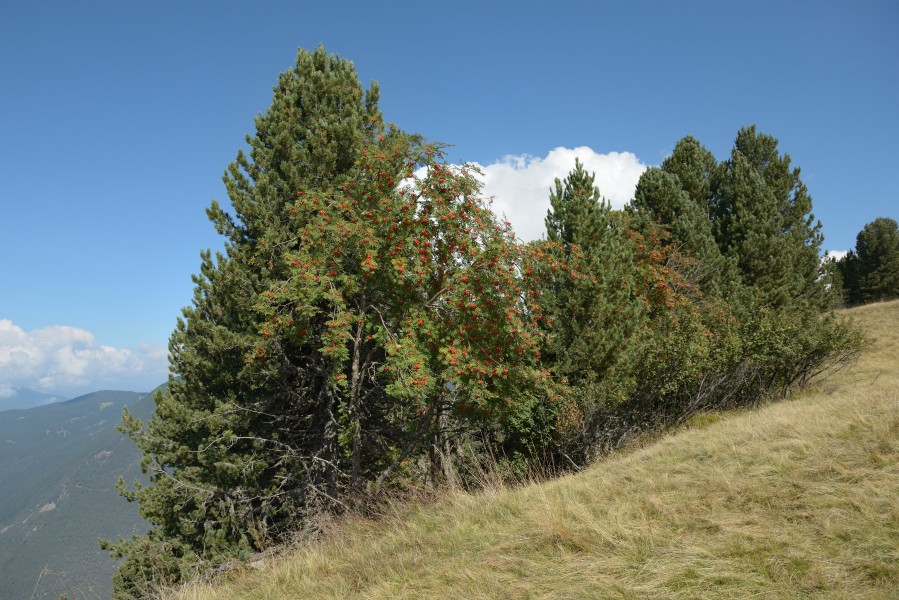 Vogelbeerenbaum auf Pitzberg Seiseralm
