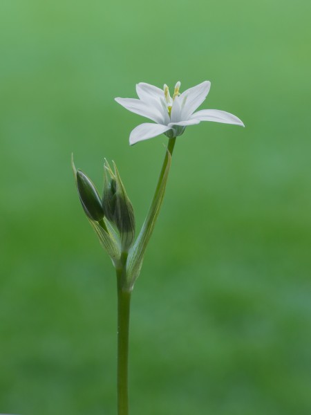 Vogelmelk (Ornithogalum). d.j.b 01