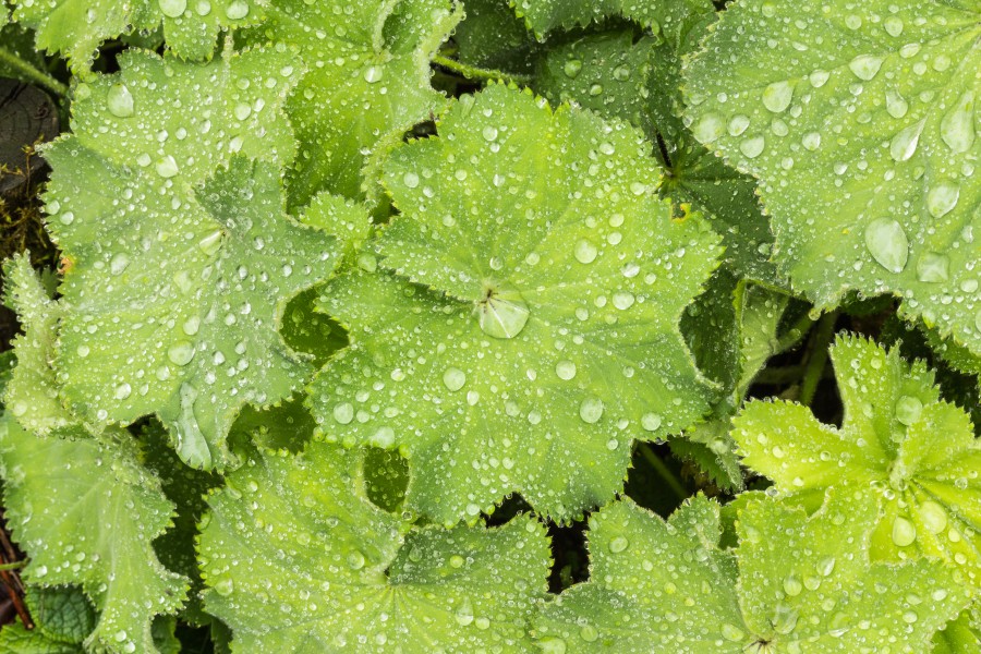 Vrouwenmantel (Alchemilla mollis) d.j.b 02