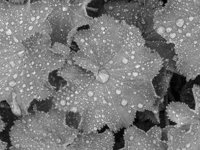 Vrouwenmantel (Alchemilla mollis) d.j.b 04