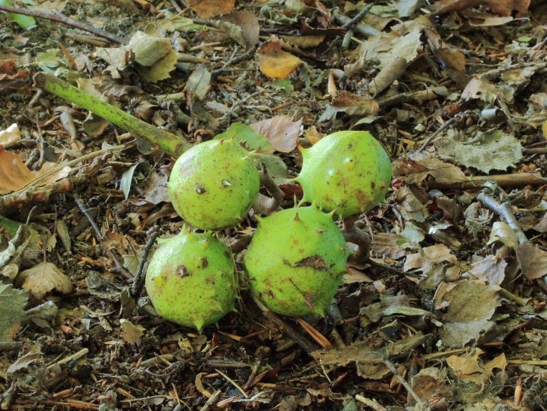 Vruchten van kastanje (Aesculus)