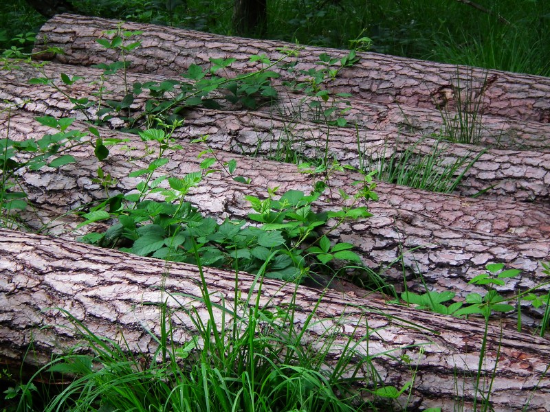 Wald Hanau gefällte Bäume Juni 2012