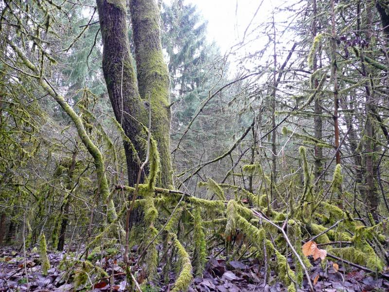 Wald in der Nähe von Weil der Stadt - panoramio