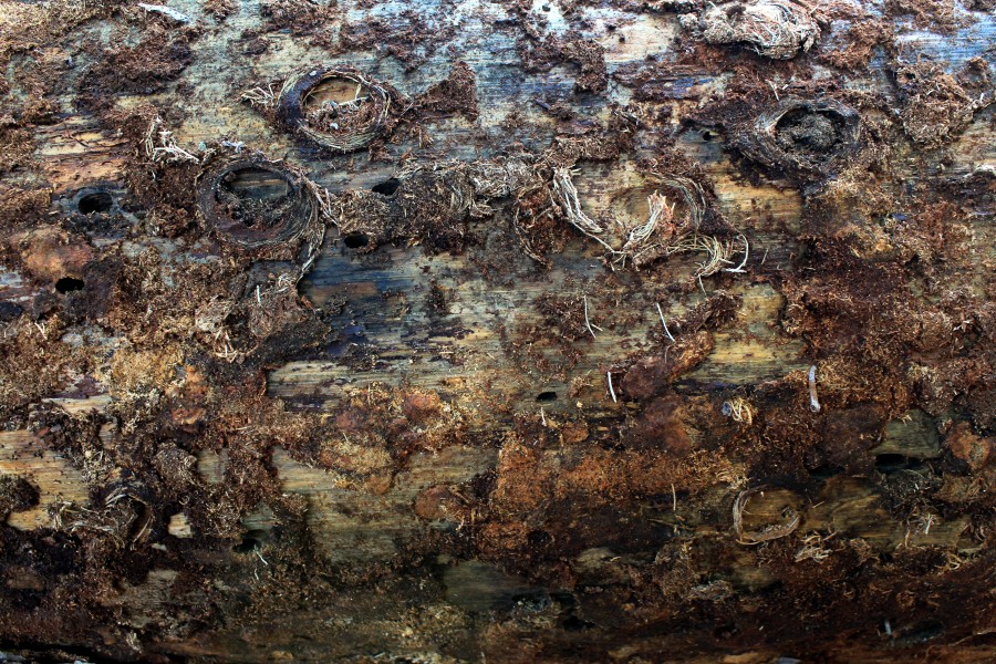 Wallpaper Tree trunks (1)