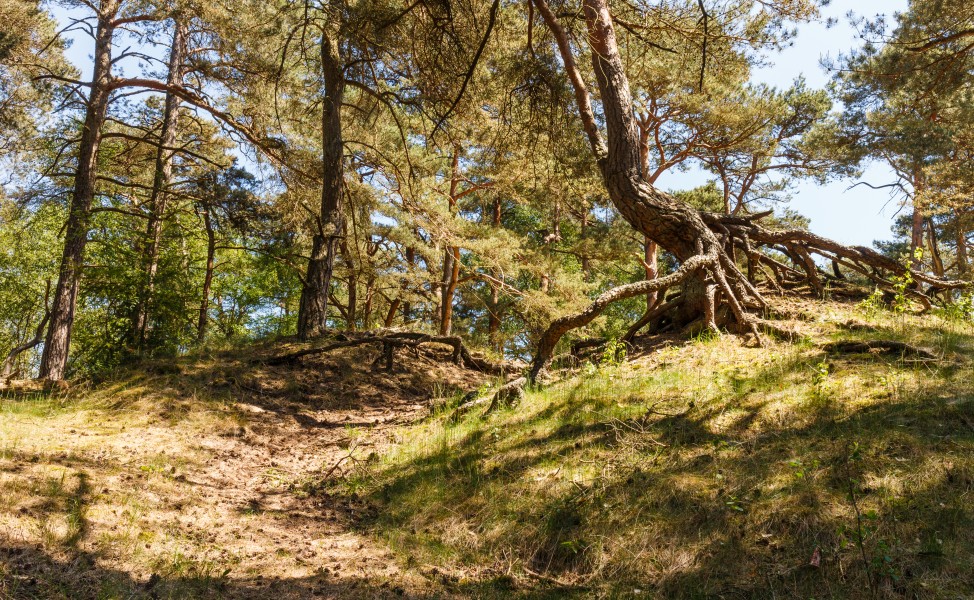 Wandeling over het Hulshorsterzand-Hulshorsterheide 007