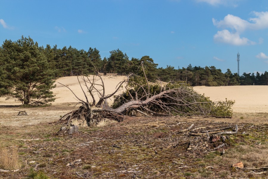 Wandeling over het Hulshorsterzand 02