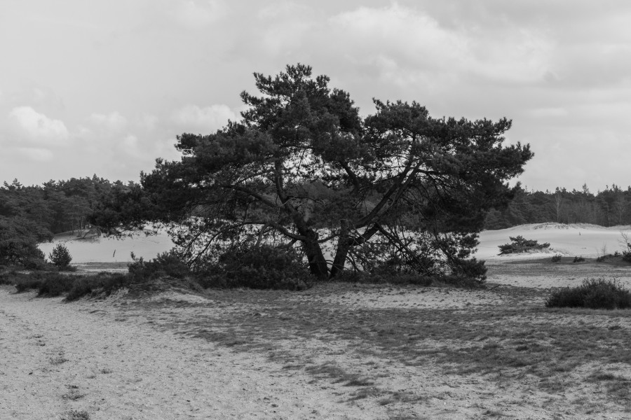 Wandeling over het Hulshorsterzand 09