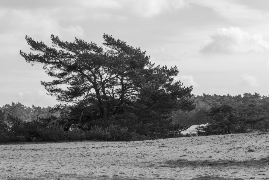 Wandeling over het Hulshorsterzand 10