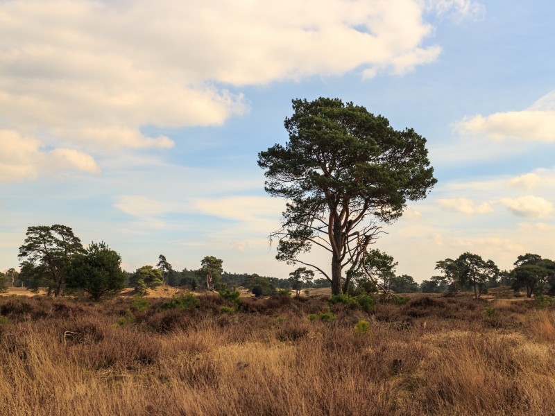 Wandeling over het Hulshorsterzand 11