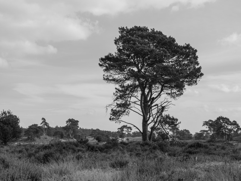 Wandeling over het Hulshorsterzand 13