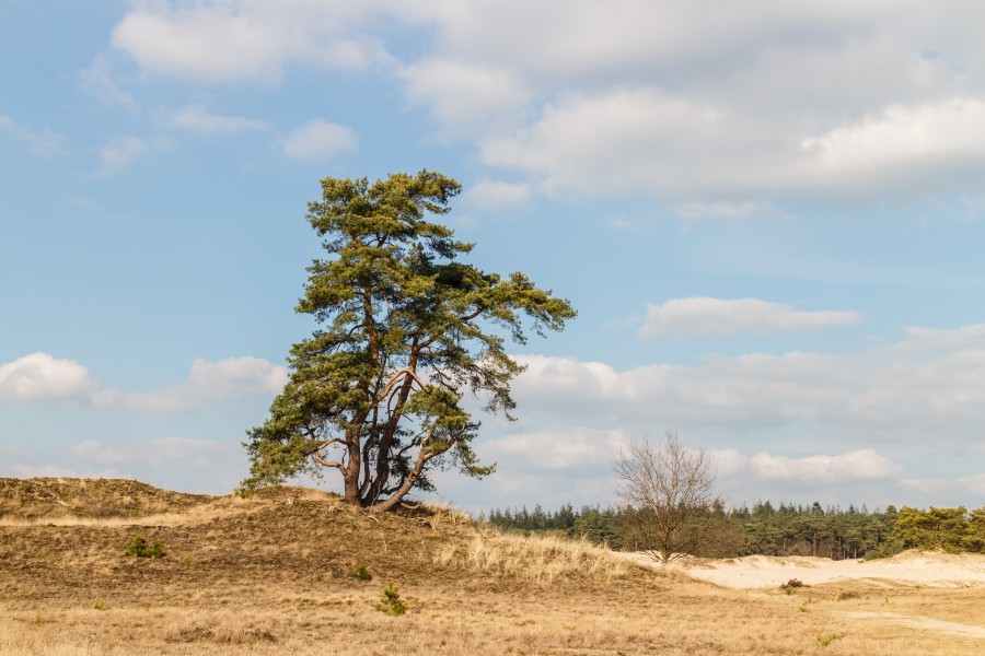 Wandeling over het Hulshorsterzand 26