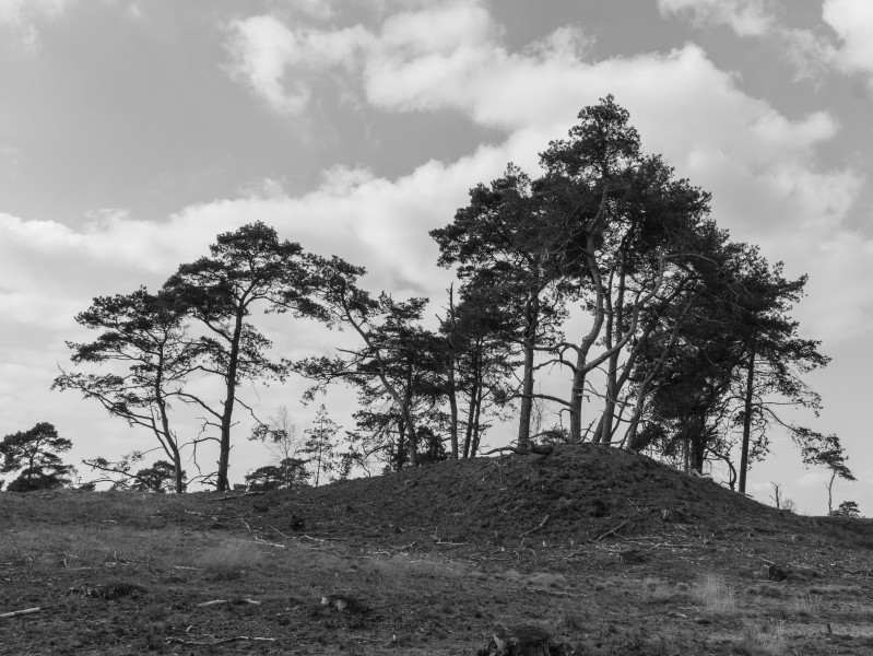 Wandeling over het Hulshorsterzand 35