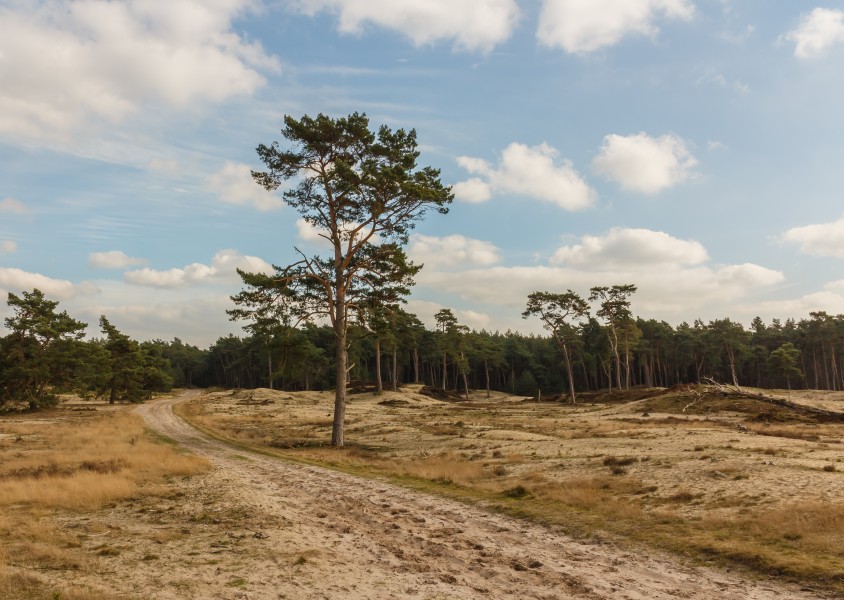 Wandeling over het Hulshorsterzand 36
