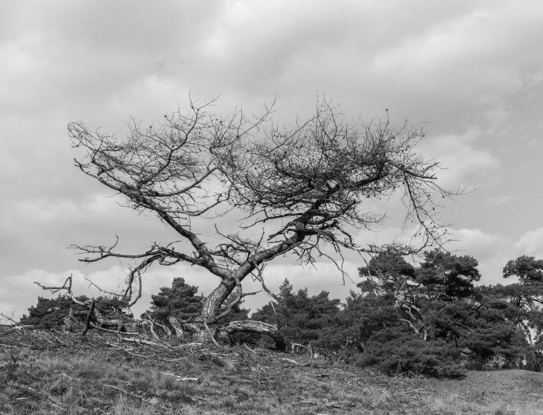 Wandeling over het Hulshorsterzand zw