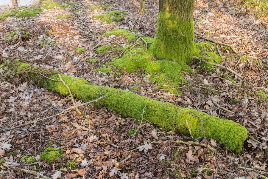 Wandelingen door de laagveenmoerassen De Deelen 035