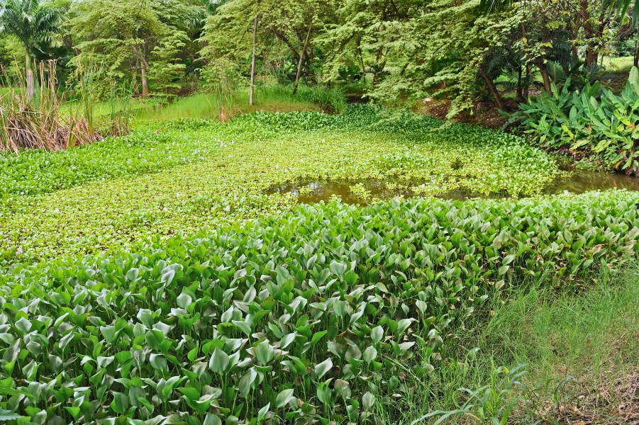 Water hyacinth Ec Portoviejo