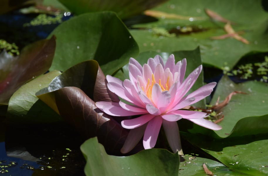 Water lily (35225116900)