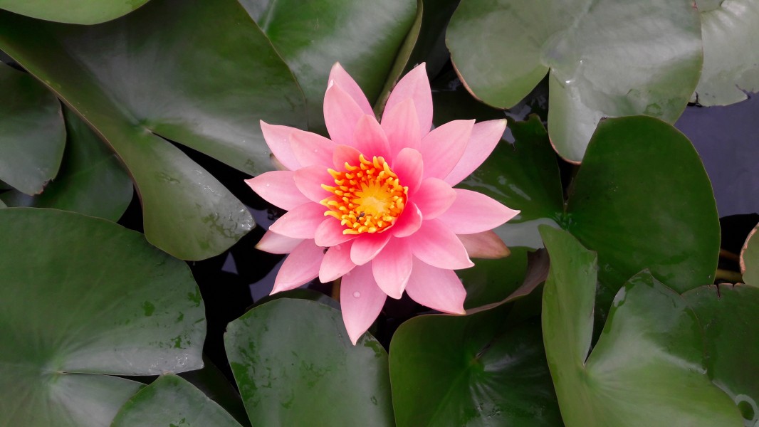 Water lily (Nymphaea)