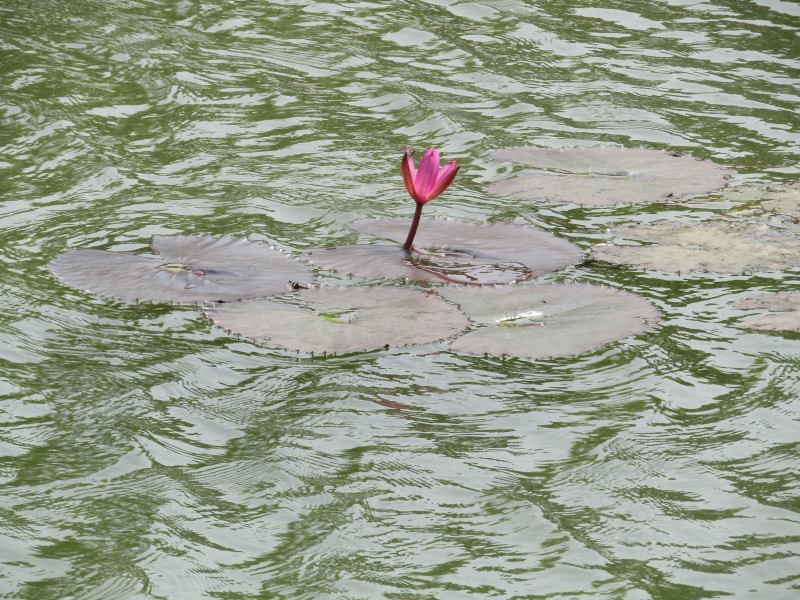 Water Lily alone