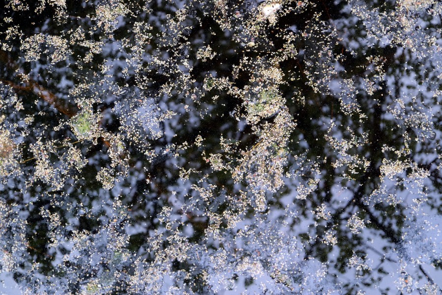 Water surface reflect