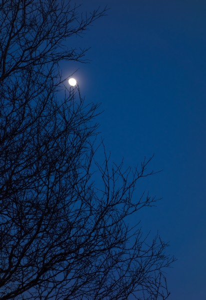 Waxing moon in tree 2