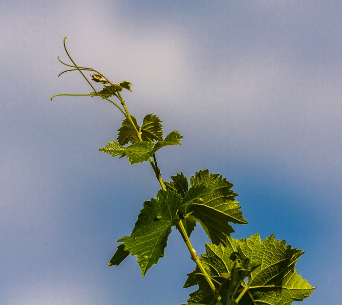 Weinrebe IMG 2599